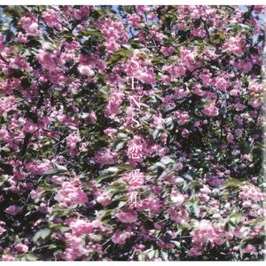 大扔子晃来晃去全文免费阅读
